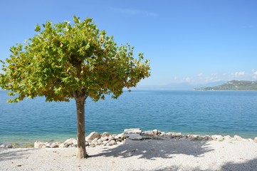 Gardasee nit Baum