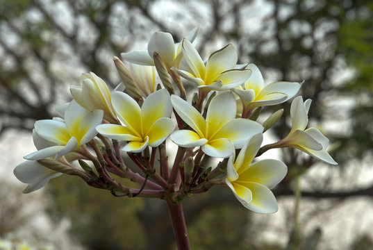 Frangipanier, Plumeria acuminata Stock Photo | Adobe Stock