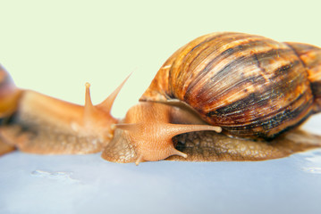 snail Achatina giant on the colorful background