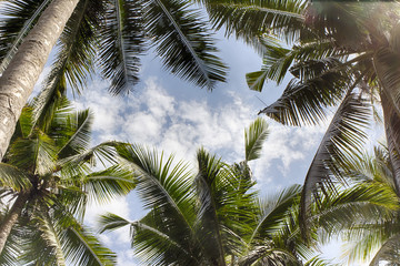Obrazy na Szkle  Patrząc w górę w późne popołudniowe światło słoneczne wpadające przez palmy kokosowe