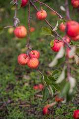 apple orchards in the fall