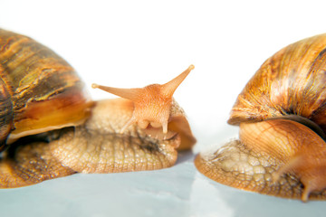 snail Achatina giant on white background