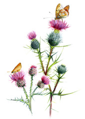 Thistle two species, with butterflies. Botanical watercolor sketch on a white background.