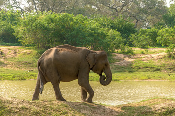 Sri Lanka: wild elephant in the drinking place of Yala National Park 
