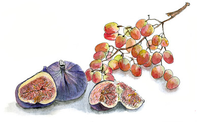 Figs and grapes, watercolor sketch hand draw on white background