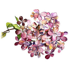 The hydrangea flower on a branch, watercolor Botanical sketch on a white background. Isolate.