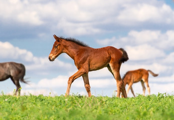 Bay foal walk on spring  green pasture against beautiful sky
