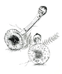 Amanita with grass sketch ink, poisonous mushrooms, vintage style botanical illustration, monochrome black line drawn