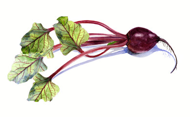 beet with leaf, watercolor painting on white background, isolated