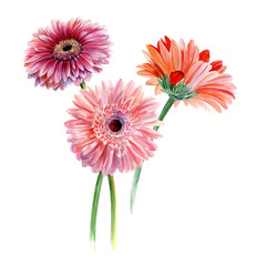 Bouquet of three gerberas. Watercolor sketch. Isolated on white background
