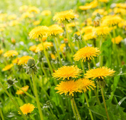 dandelions in the meadow © Ruslan Semichev