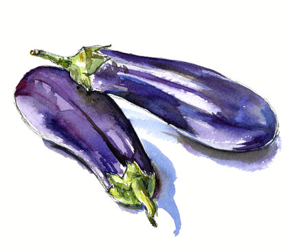hand drawn watercolor sketch vegetables eggplant