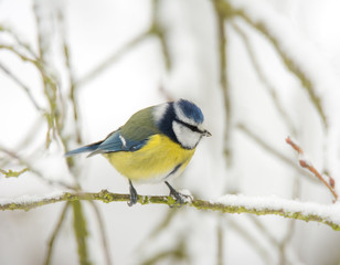 Blue tit bird sitting on a snow covered tree