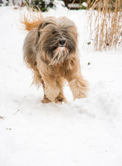 Tibetan terrier dog running and jumping in the snow.