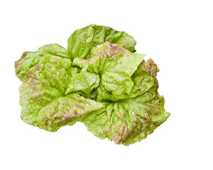 A fresh green lettuce