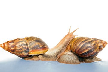 snail Achatina giant on white background