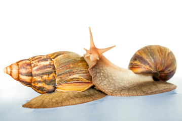 snail Achatina giant on white background