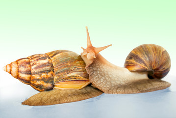 snail Achatina giant on the colorful background