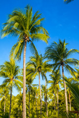 Obraz na płótnie Canvas Tropical paradise on the island of Frades in the Bay of All Sain