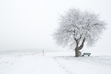 Verschneite Winterlandschaft - 134450743