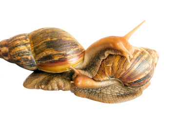 snail Achatina giant on white background