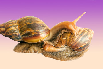 snail Achatina giant on the colorful background