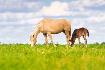 Mare and foal grazing in spring pasture