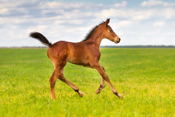 Bay colt run gallop in spring meadow