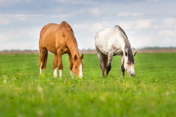 Obraz na płótnie Canvas Two mare grazing in spring meadow