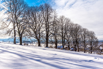 Die Kastanienallee in Iffeldorf im Winter