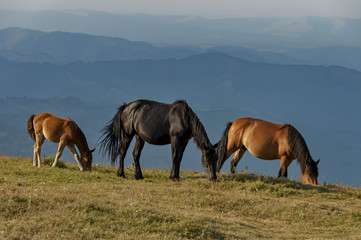 Fototapeta na wymiar Mountain landscape and wild horses in Central Balkan, Stara planina, Beklemeto or Trojan pass, Bulgaria