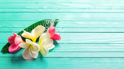 White and pink tropical plumeria flowers on turquoise wooden bac