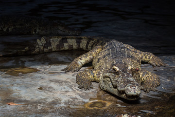 Crocodile