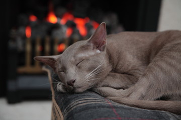 Kitty cat sleeping in front of fire very content