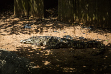 Crocodile