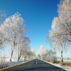 bereifte Bäume am Straßenrand - Winter