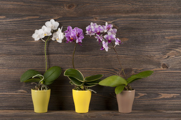 Orchid in clay pot over wooden background.