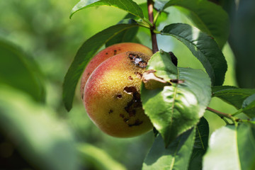 the rotten peach © deviddo