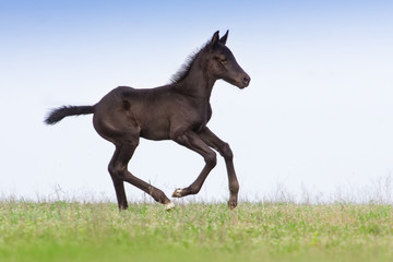 Black colt run in spring green meadow