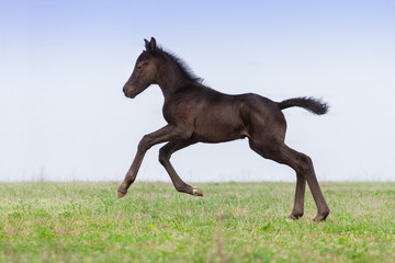 Fototapeta na wymiar Black colt run in spring green meadow