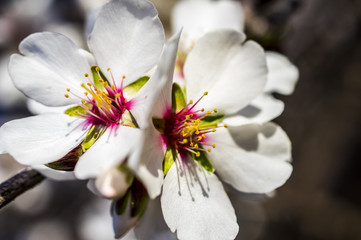 Fiore di Mandorlo con Ape, Bombo, Mosca