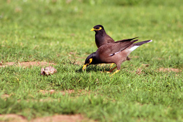 birds