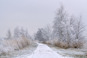Nebel und Reif - weiße Winterlandschaft