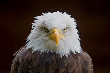 photo of an alert American Bald Eagle