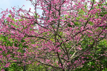 Cherry Blossom or Sakura flower on nature background