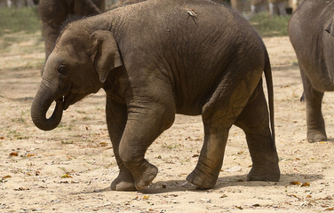 photo of a young Asian elephant