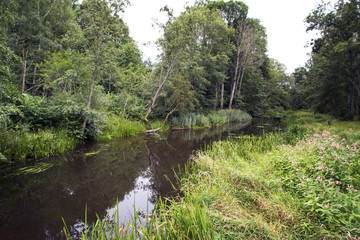 Summer forest landscape with the small river and a footpath along the coast.