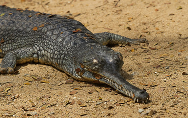 photo of a crocodile basking in the sun