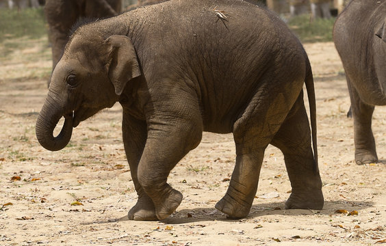photo of a young Asian elephant