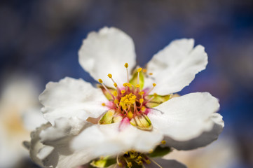 Fiore di Mandorlo con Ape, Bombo, Mosca